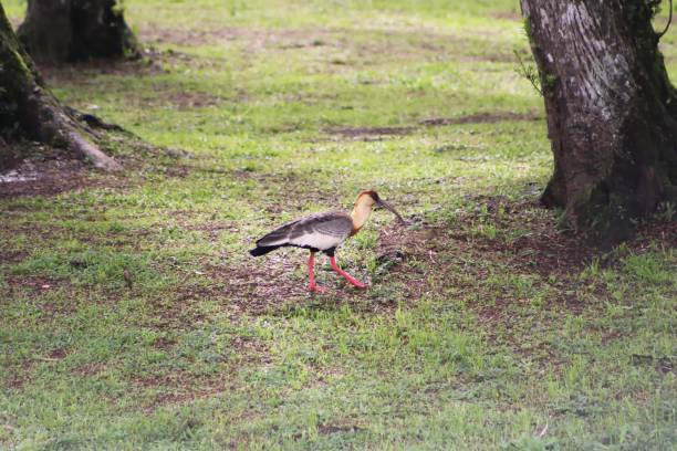 Brazilian bird curicaca