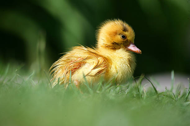 Ugly Duckling stock photo