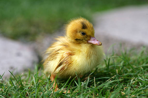 Ugly Duckling stock photo
