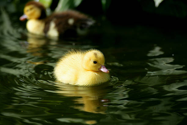 Swimming Duckling stock photo