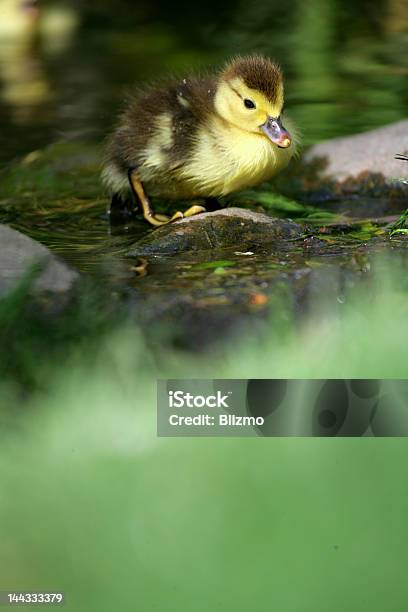 Coraggiosi Poanatra - Fotografie stock e altre immagini di Acqua - Acqua, Alpinismo, Ambientazione esterna