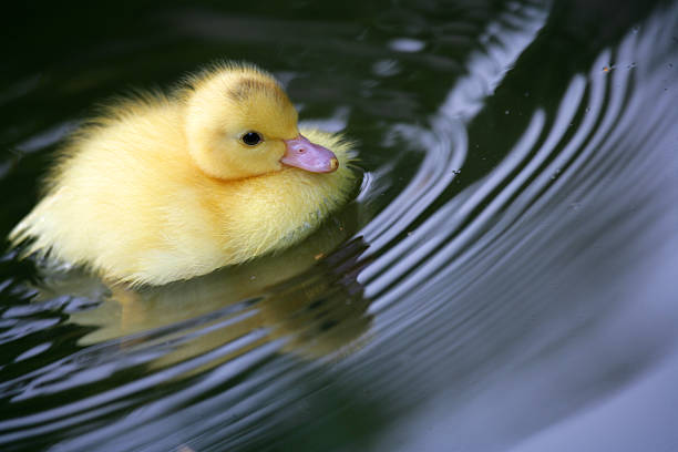 Pool Duckling stock photo