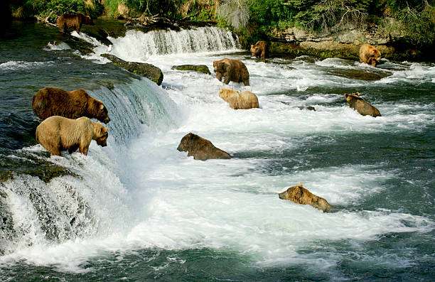Grizzly bears in a river with a myriad of small waterfalls Grizzly bears fishing for salmon, Brooks Falls, Katmai NP, Alaska brown bear catching salmon stock pictures, royalty-free photos & images