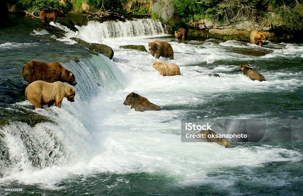 Ursos pardos - Royalty-free Parque nacional de Katmai Foto de stock