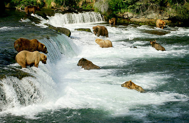 ursos pardos - katmai national park imagens e fotografias de stock