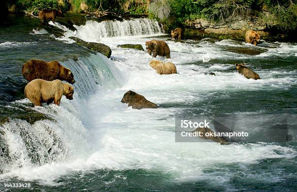 Ursos Pardos - Fotografias de stock e mais imagens de Parque nacional de Katmai - Parque nacional de Katmai, Urso, Alasca