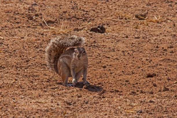 Cape Ground Squirrel (Xerus inauris) 4766 The Cape Ground Squirrel [Xerus inauris] uses it's fluffy tail to create shade in the hot Kalahari Desert sun african ground squirrel stock pictures, royalty-free photos & images