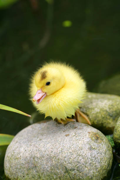 Easter Duckling stock photo