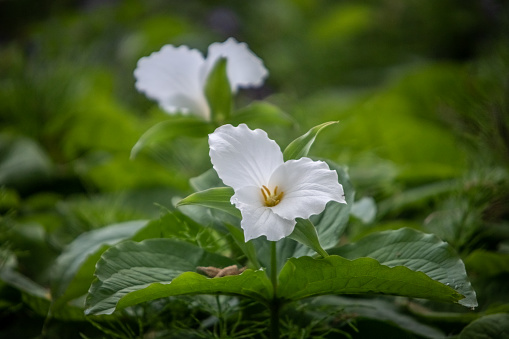 Great white trillium in spring in the Laurentian forest.
