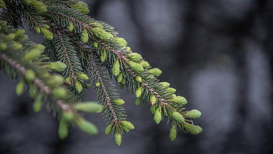 Norway spruce in spring.