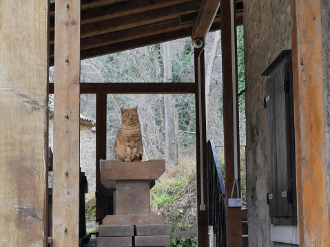 Cute ginger cat sitting outside on a table on a wooden porch