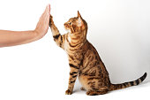 Bengal cat gives a paw to its owner. High five.