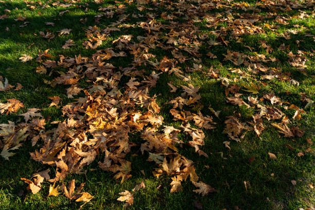 Golden autumn leaves scattered on the ground, glistening in the morning sunlight creating a warm, dreamy effect.