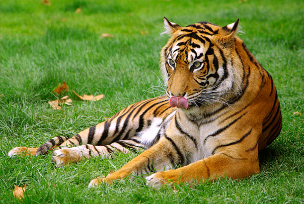 tiger - tiger zoo animal awe 뉴스 사진 이미지