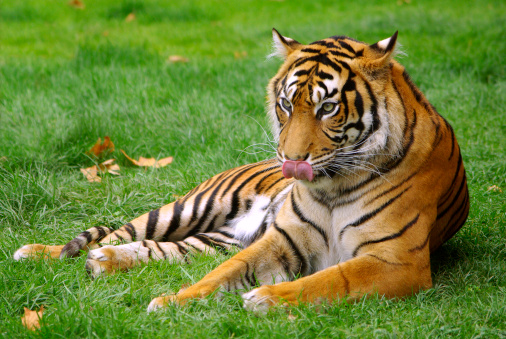Wild tiger laying down on a green grass field.