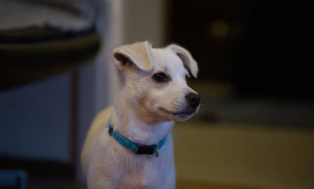 istock Cute dog indoors. Focus on eye. 1443336935