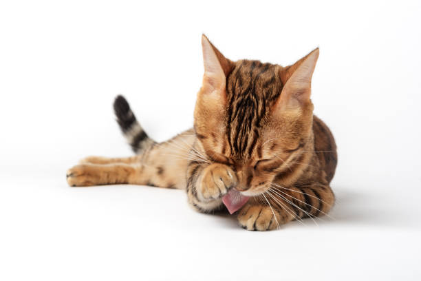 istock Domestic red cat washes on a white background. Bengal cat isolated. 1443337268