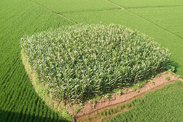 The block of cornfield stock photo