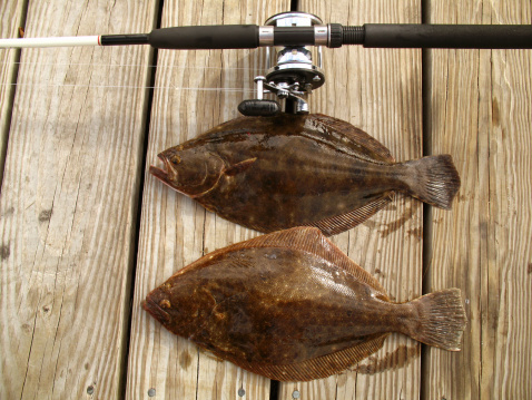 Photo of pair of Summer Flounder caught off the coast of Ocean City Maryland on a headboat.  The summer flounder is a popular mid-atlantic gamefish and very good eating.