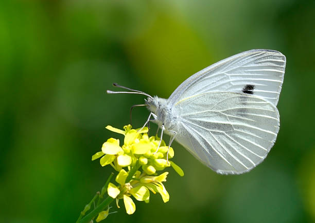 butterfly 03 stock photo