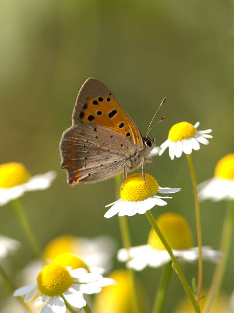 butterfly 04 stock photo