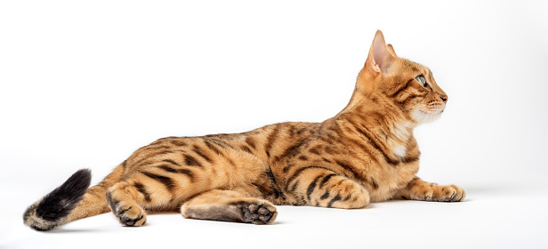 Satisfied Bengal cat lies on a white background. Domestic cat in isolation. Cat for food advertising. Playful pet close-up.