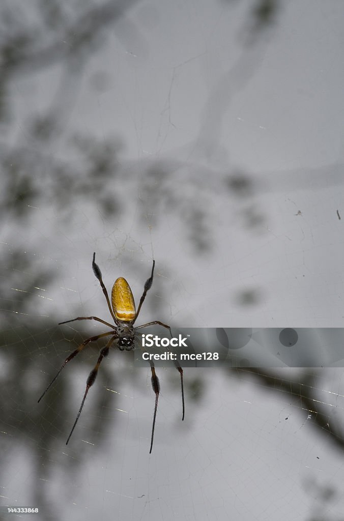 Banana Spinne im Web flachen DOF - Lizenzfrei Falle Stock-Foto