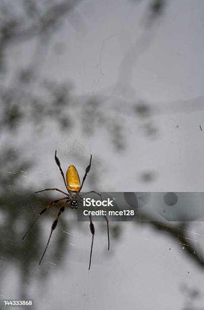 Banana Spinne Im Web Flachen Dof Stockfoto und mehr Bilder von Falle - Falle, Fangen, Florida - USA
