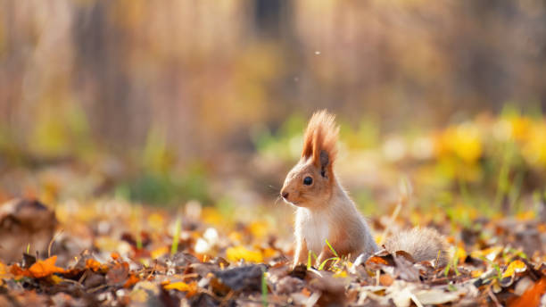 istock Eurasian red squirrel Sciurus vulgaris closeup portrait 1443339277