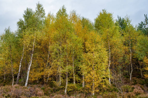 Free Stock Photo of View of Autumn Birch Trees | Download Free Images ...