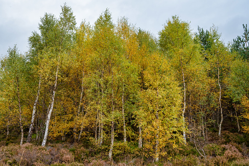 Trees in a deciduous forest, a background (copy space).