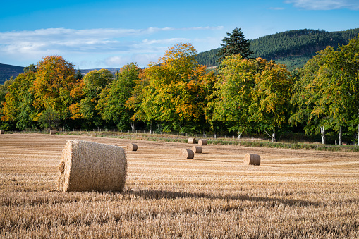 Round hay bales in a field in the north of Scotland