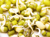 Green young legumes sprouts for food