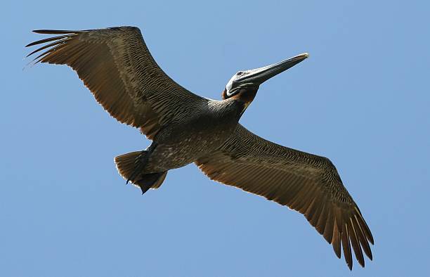 Pelican in flight stock photo