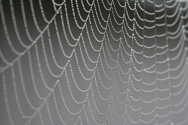 spider web dew pearls stock photo