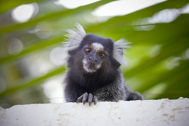 brasileño mono tití en tree branch - beauty in nature day animal monkey fotografías e imágenes de stock