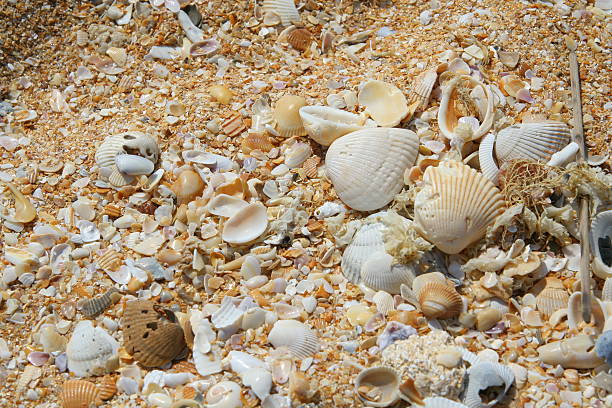seashells stock photo