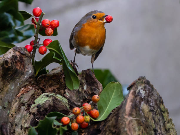 istock Birds photographed from my garden 1443342764