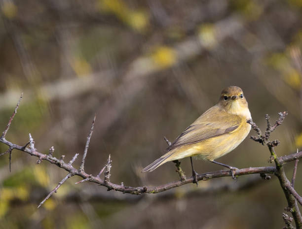 istock Birds photographed from my garden 1443342814