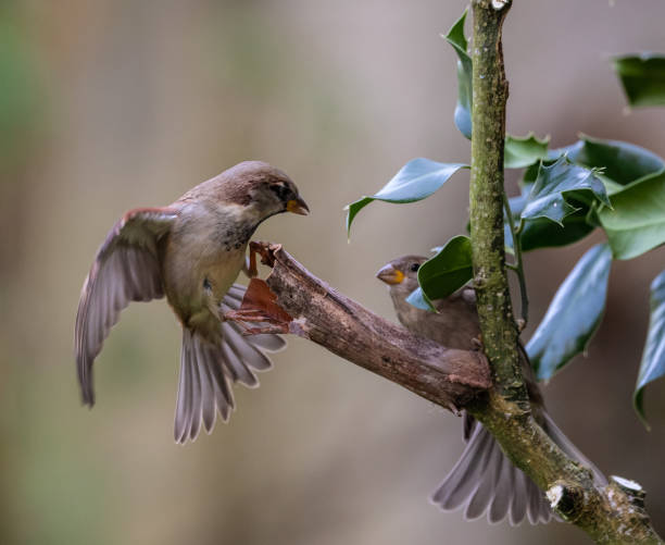 istock Birds photographed from my garden 1443342834