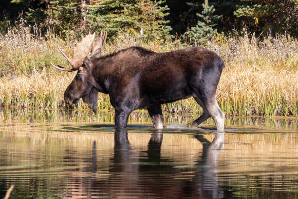 istock Bull Shiras Moose in a Pond in Autumn 1443343040