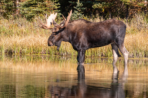 a bull shiras moose in a pond in Wyoming in autumn