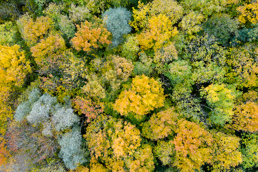 Autumn trees in vibrant brown and orange colors viewed from directly above.