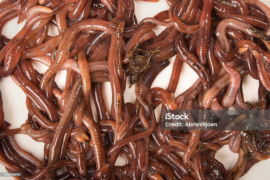 Worms on White Background Close-up detailed image of South African earth worms. Bizarre Stock Photo