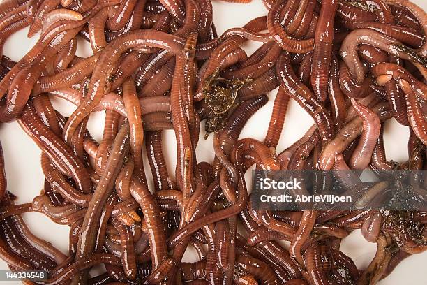 Worms On White Background Stock Photo - Download Image Now - Bizarre, Cut Out, Dirt