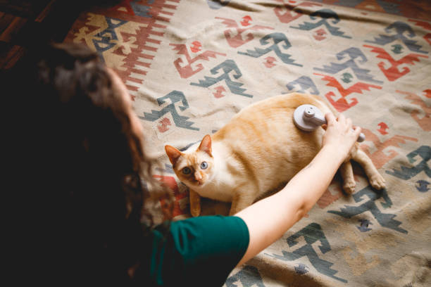 istock woman brushes her cat's fur 1443345589
