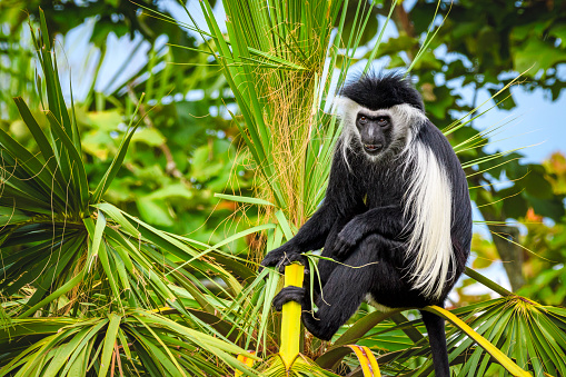 Close-up of monkey sitting on top of a palm tree. Angola Colobuses are distributed in Democratic Republic of Congo, Burundi, Uganda, Kenya, Tanzania and Angola.