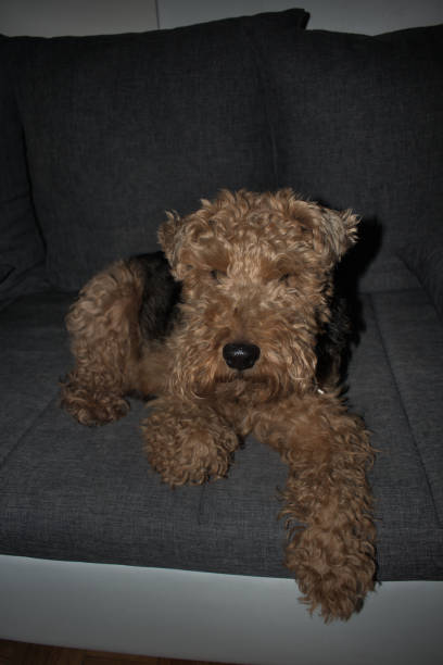 welsh terrier sentado en un sofá - welsh culture fotos fotografías e imágenes de stock