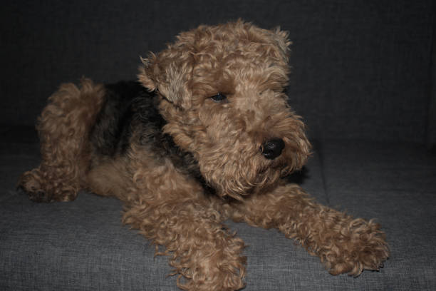 welsh terrier sentado en un sofá - welsh culture fotos fotografías e imágenes de stock