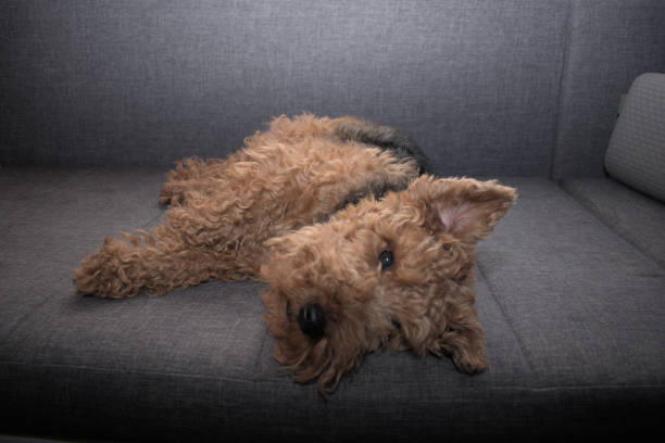 welsh terrier sentado en un sofá - welsh culture fotos fotografías e imágenes de stock